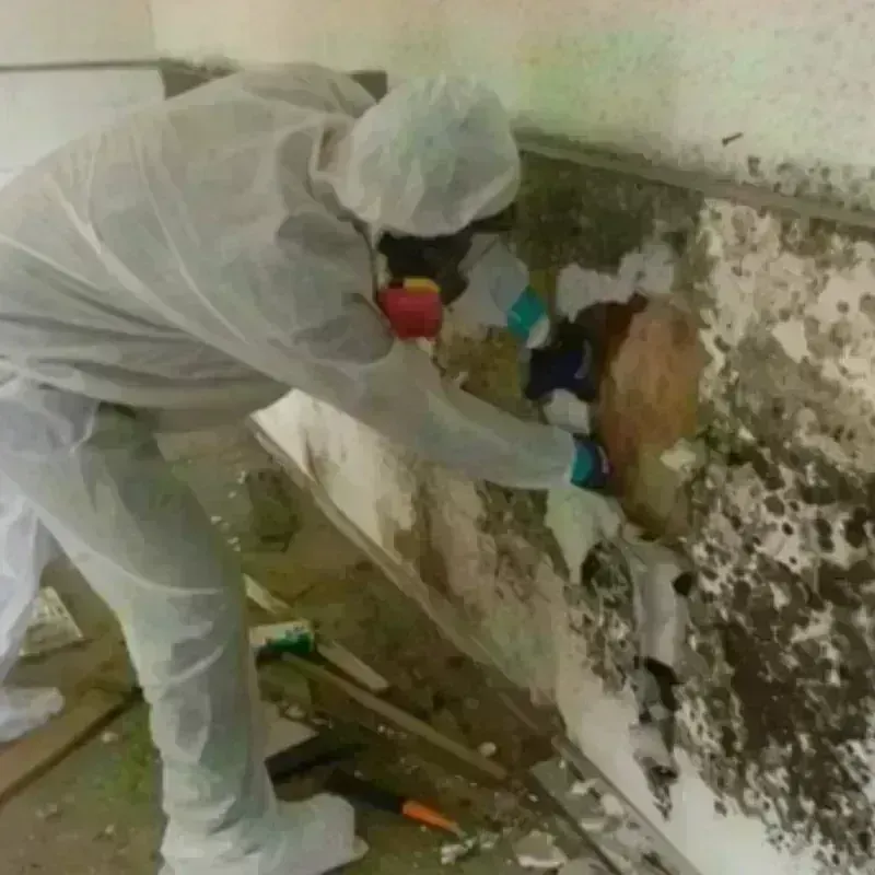 Mold Remediation and Removal in Rendon, TX